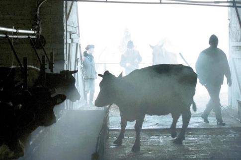 Совмин ввел временный запрет на вывоз шкур крупного рогатого скота Совмин ввел временный запрет на вывоз шкур крупного рогатого скота