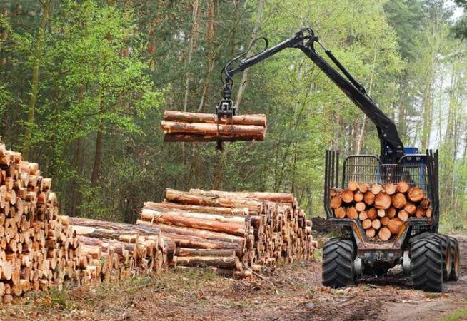 КГК проверяет целевое использование деловой древесины, приобретаемой гражданами по льготной цене
