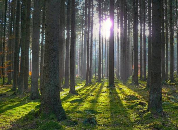 Погода в выходные: красный уровень опасности, заморозки ночью и до +19°С днем Погода в выходные: красный уровень опасности, заморозки ночью и до +19°С днем