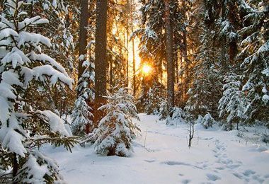 Как будет перечисляться часть платежей за лесопользование в 2026 году?