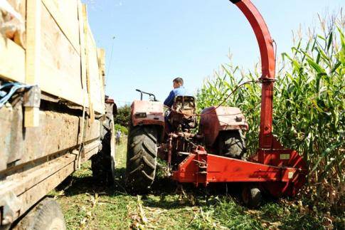 В Беларуси введут сертификацию органической продукции