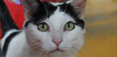 Итальянский кот стал одним из самых богатых в мире питомцев, получив наследство в 1,5 млн EUR Итальянский кот стал одним из самых богатых в мире питомцев, получив наследство в 1,5 млн EUR