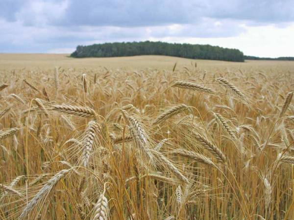 Число убыточных сельхозорганизаций снова выросло